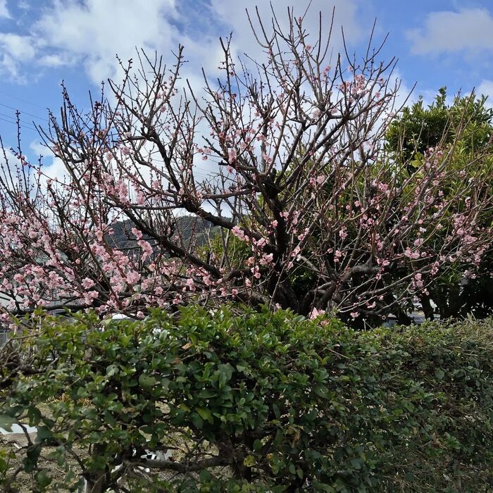 画像262